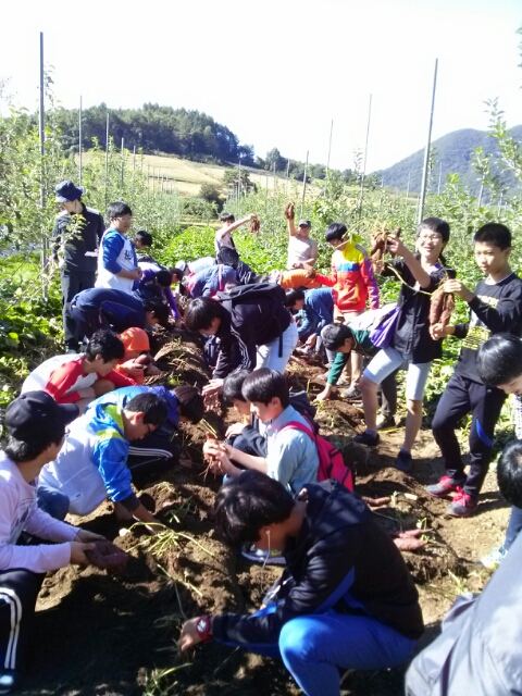 고구마 캐기